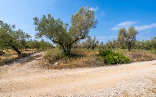 A piece of land with olive trees (118)