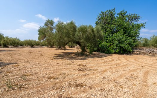 Finca en producción de olivos (120)