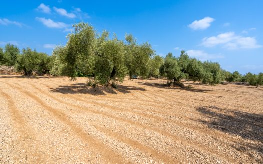 Finca en producción de olivos (120)