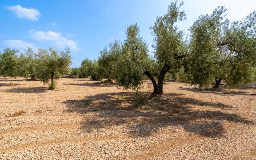 Finca en producción de olivos (120)