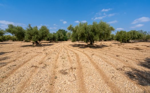 Finca en producción de olivos (120)