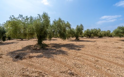 Finca en producción de olivos (120)