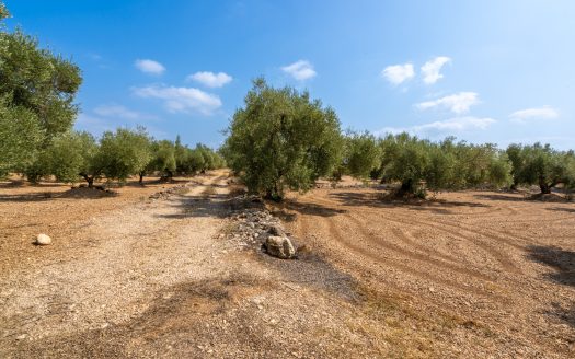 Finca en producción de olivos (120)