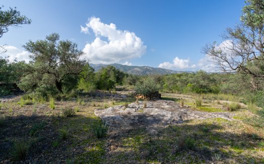 Finca rústica salvatge ubicada en un barranc (141)