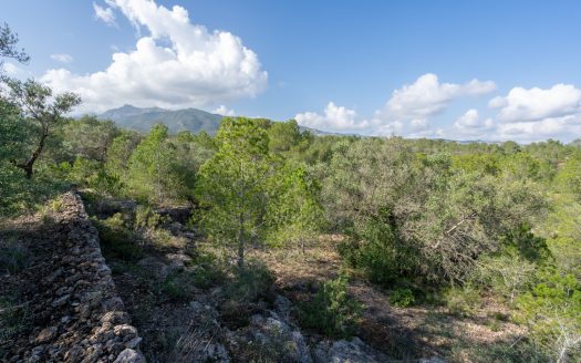 Finca rústica salvatge ubicada en un barranc (141)