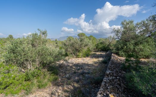 Finca rústica salvatge ubicada en un barranc (141)