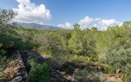 Finca rústica salvatge ubicada en un barranc (141)