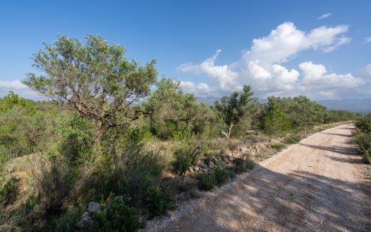 Finca rústica salvatge ubicada en un barranc (141)