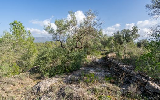 Finca rústica salvatge ubicada en un barranc (141)