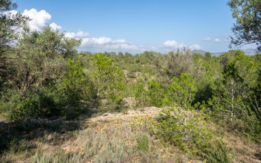 Finca rústica salvatge ubicada en un barranc (141)