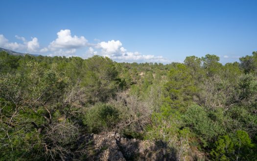 Finca rústica salvatge ubicada en un barranc (141)