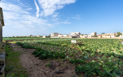 Huerto con masía adosada para reformar (143)