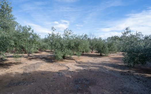 Casa adossada al camp (154)