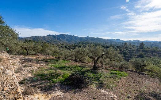 Olivos y terrazas (160)