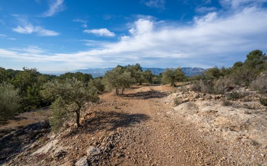 Olivos y terrazas (160)