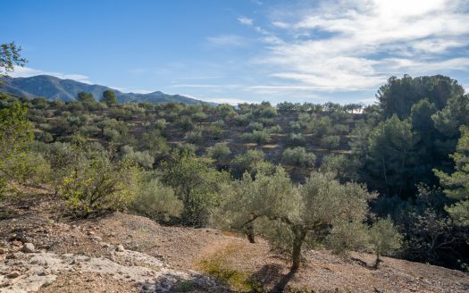 Olivos y terrazas (160)