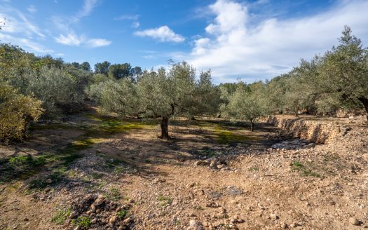 Olivos y terrazas (160)