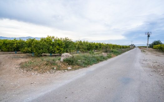 Finca agrícola con mandarinos (164)