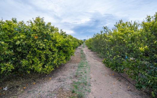 Finca agrícola amb mandariners (164)