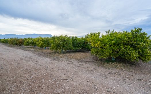 Finca agrícola amb mandariners (164)