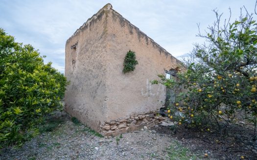 Finca agrícola con mandarinos (164)