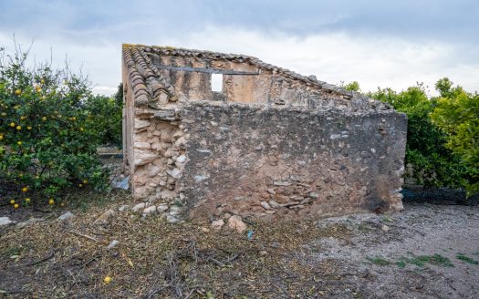 Finca agrícola con mandarinos (164)