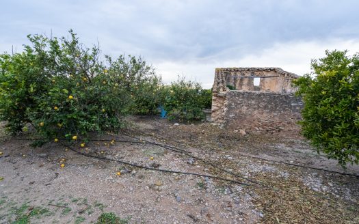 Finca agrícola con mandarinos (164)