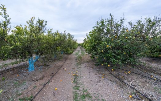 Finca agrícola con mandarinos (164)