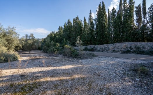 Grandes olivos (167)