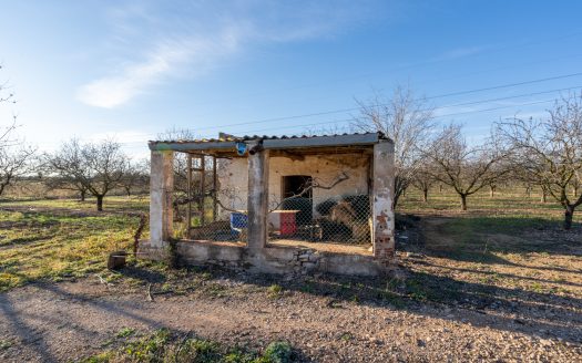 Finca de almendros en plena producción (173)