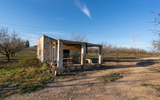 Finca de almendros en plena producción (173)