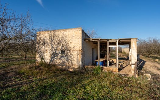 Finca de almendros en plena producción (173)