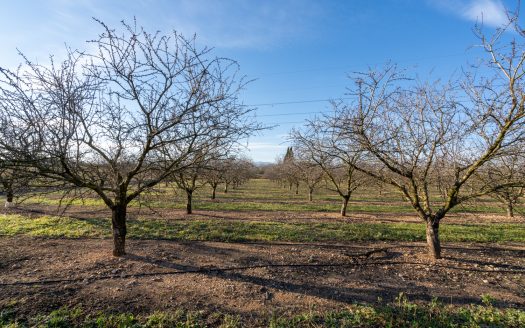 Finca de almendros en plena producción (173)