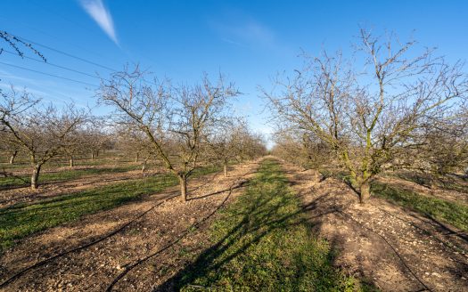 Finca de almendros en plena producción (173)