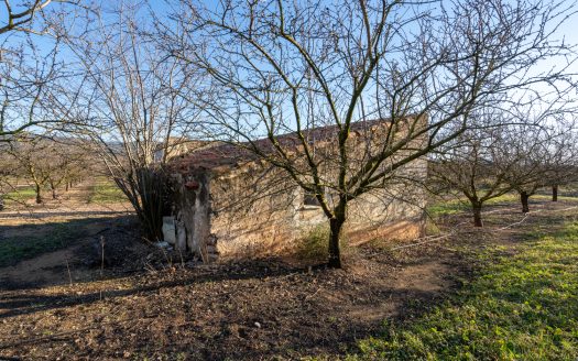 Finca de almendros en plena producción (173)