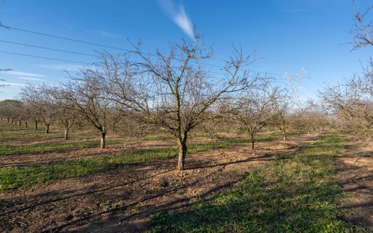 Finca de almendros en plena producción (173)