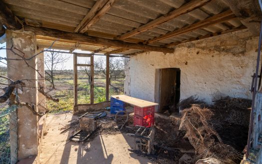 Finca de almendros en plena producción (173)