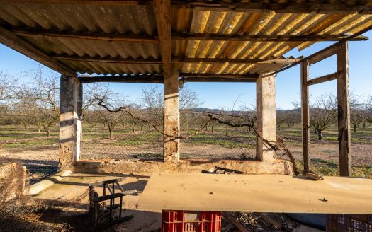 Finca de almendros en plena producción (173)