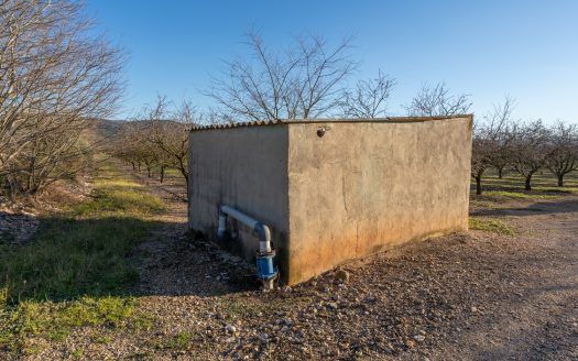 Finca de almendros en plena producción (173)