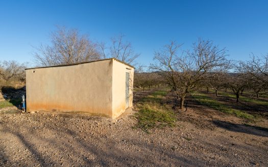 Finca de almendros en plena producción (173)