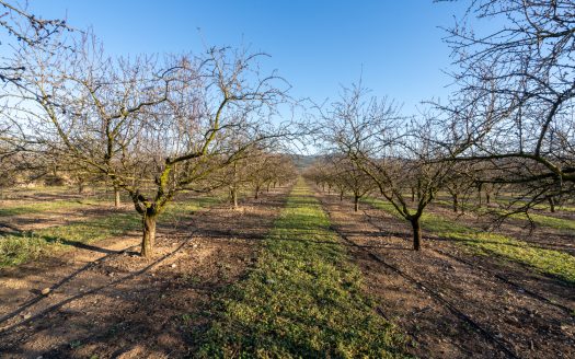 Finca de almendros en plena producción (173)