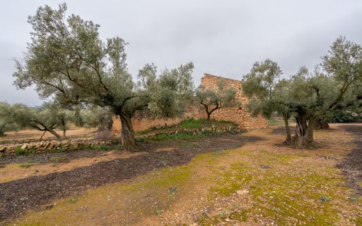 Una finca amb ruïna i pou (186)