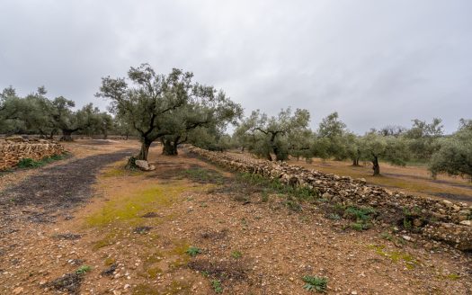 Una finca con ruina y pozo (186)