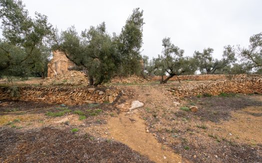 Una finca amb ruïna i pou (186)