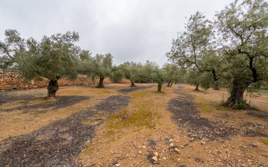 Una finca con ruina y pozo (186)