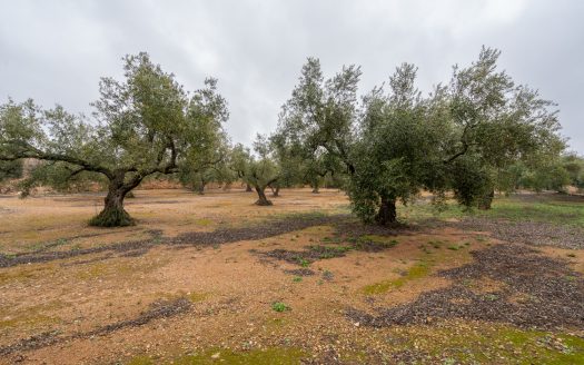 Una finca con ruina y pozo (186)