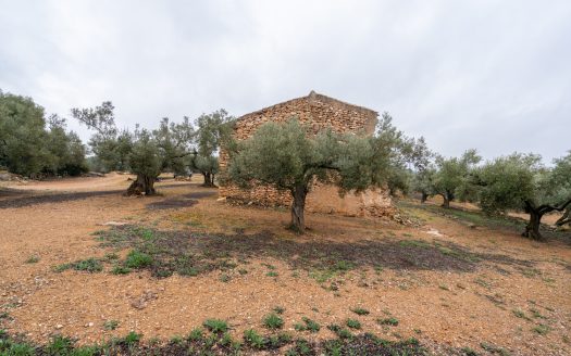 Una finca con ruina y pozo (186)